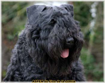  Bouvier des Flandres expositions tous primés